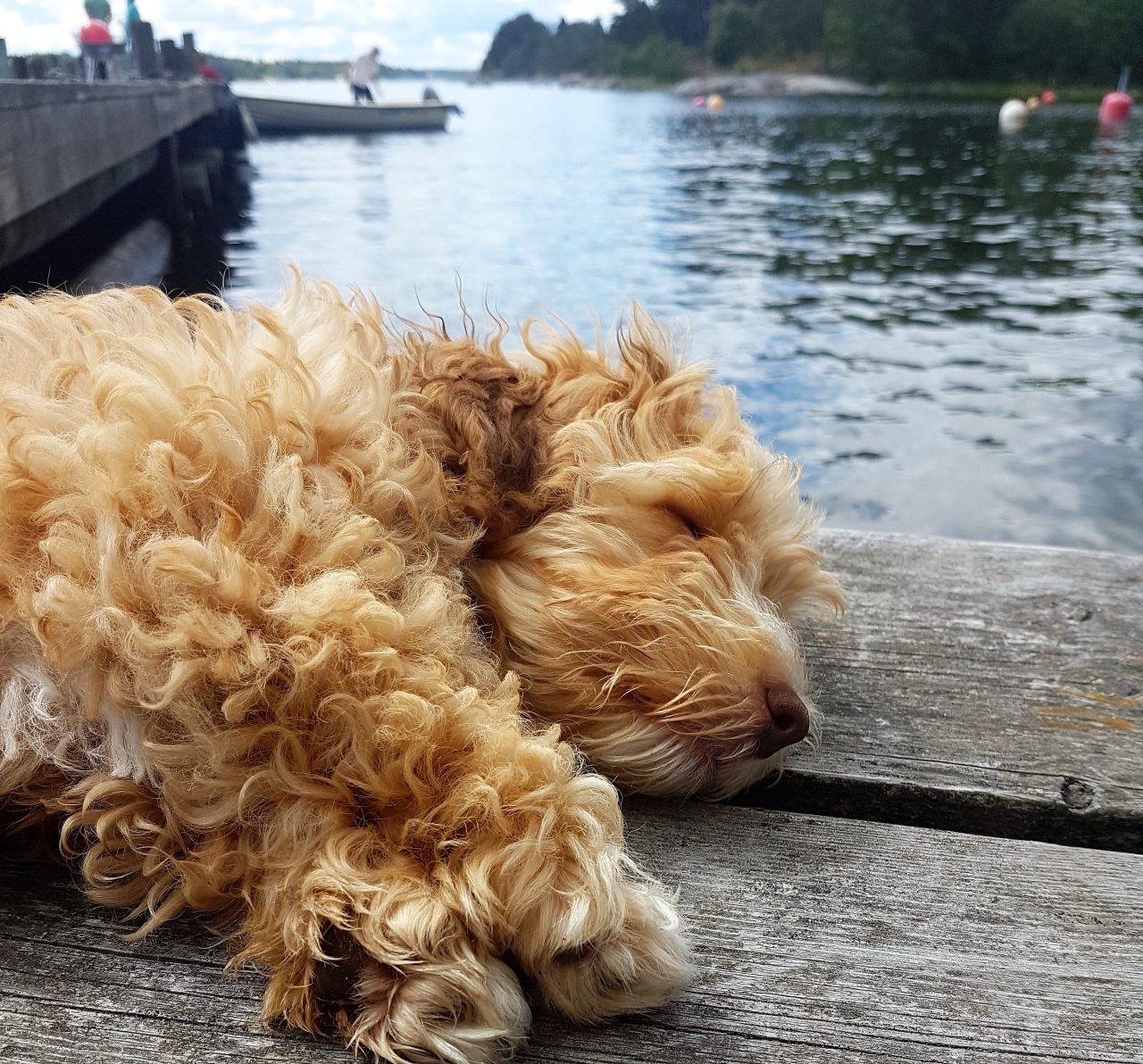 Slita som ett djur eller tid för att slappa?